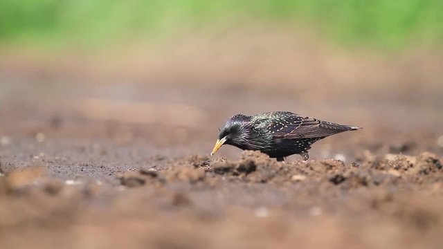 starling eating insects pulling them out of the ground