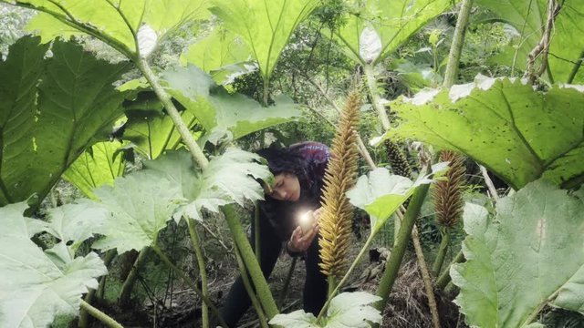 Biologist taking pictures with a smartphone, rare plants called nalca of Patagonian forest. 4k
