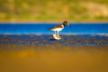 Shore bird. Colorful nature background. Bird: Eurasian Oystercatcher Haematopus ostralegus.