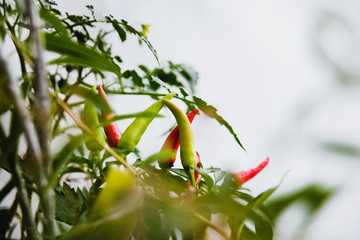 homegrown chili pepper
