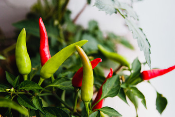 homegrown chili pepper