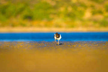 Shore bird. Colorful nature background. Bird: Eurasian Oystercatcher Haematopus ostralegus.