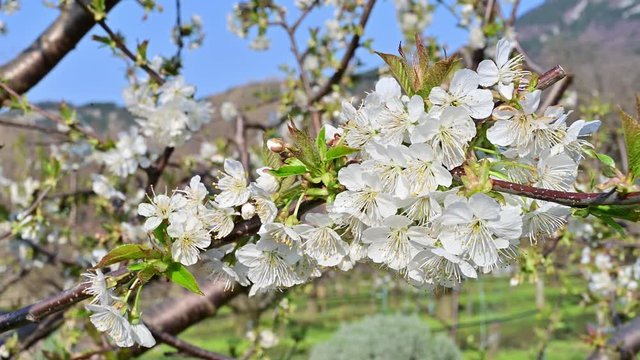 Cherry tree blooming in early spring - white blossoms bathing in sun