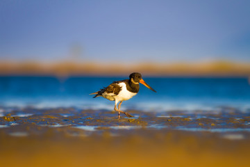 Shore bird. Colorful nature background. Bird: Eurasian Oystercatcher Haematopus ostralegus.