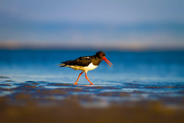 Shore bird. Nature habitat background. Bird: Eurasian Oystercatcher Haematopus ostralegus.