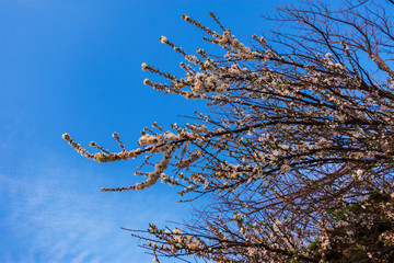 Tree with white flowers against a blue sky