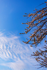Tree with white flowers against a blue sky