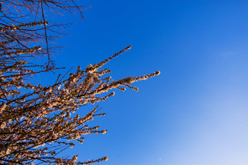 Tree with white flowers against a blue sky