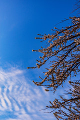Tree with white flowers against a blue sky