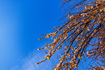 Tree with white flowers against a blue sky