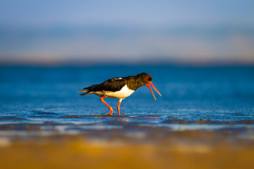 Shore bird. Nature habitat background. Bird: Eurasian Oystercatcher Haematopus ostralegus.