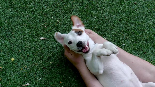 White puppy outdoors pov