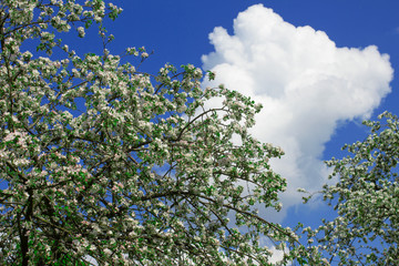 Blossom Cherry Tree over Nature Blue Sky Background. Beautiful White Cherry Tree Flowers in Spring Garden.