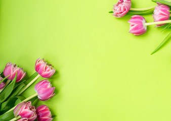 Pink flowers tulips lying on a green background.