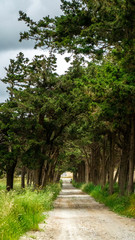Fototapeta premium a path of trees in Rhodes island ,it leads to a beautiful beach ,spring cloudy day