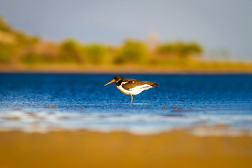 Shore bird. Nature habitat background. Bird: Eurasian Oystercatcher Haematopus ostralegus.