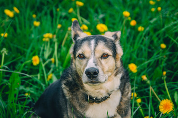 charming cute dog on a walk in yellow flowers in the grass.