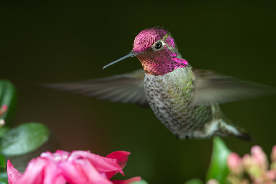 Male hummingbird hovering near pink flowers