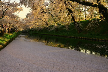 Naklejka premium 春の弘前公園