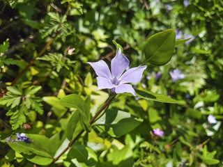 Intermediate periwinkle