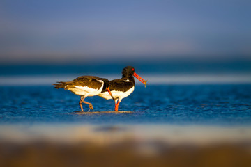 Shore bird. Nature habitat background. Bird: Eurasian Oystercatcher Haematopus ostralegus.