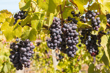 bunches of ripe Merlot grapes on vine in vineyard at harvest time