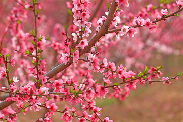 Fototapeta na wymiar Peach blossom in the garden