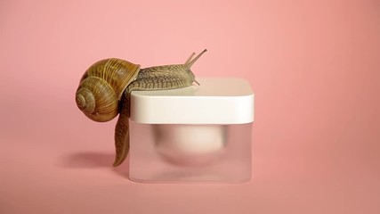 Snail crawling on a jar of cream. Snail and cosmetics on a pink background. Shellfish on the banks. Anti-aging mucus.