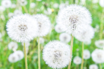 Meadow of ripe dandelions. Ripe white round weedy dandelion with hundreds of seeds.