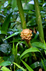Beehive Ginger