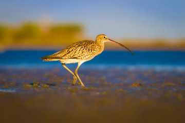 Nature and bird. Curlew. Colorful nature background. Bird: Eurasian Curlew. Numenius arquata.