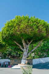 Lindos ,Rhodes/Greece May 2 2019 : the most historic village of the island and the big tree in the center squared where the people set for meeting point © Giorgio Tzitzi