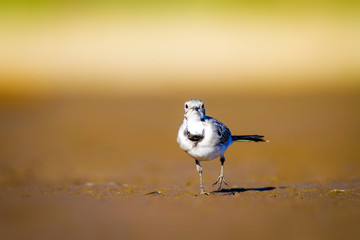 Cute bird. Black white little bird. Yellow, blue nature background. White Wagtail. Motacilla alba.