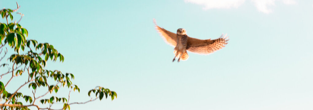 Aves de rapina