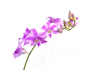 pink dendrobium orchids on white background - obrazy, fototapety, plakaty