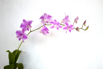 pink dendrobium orchids on white background