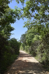 Fototapeta premium Estrada de terra através de floresta tropical. Mata Atlântica