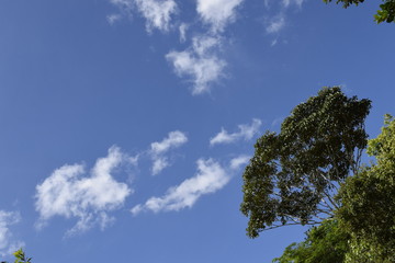Copa de árvore e céu azul
