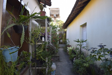 Corredor residencial decorado com plantas