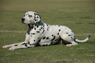 Dalmation dog on grass background
