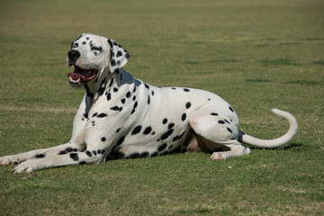 Dalmation dog on grass background
