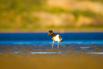 Water and bird Oystercatcher. Blue, green and yellow background. Bird: Eurasian Oystercatcher...