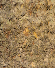 Trident Maple bark rough surface as background