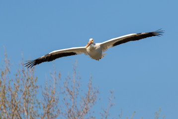 American white pelican (Pelecanus erythrorhynchos) flying in blue sky near trees, Iowa, USA