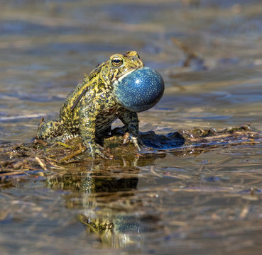 American toad (Anaxyrus americanus) male calling during mating period at spring, Iowa, USA.