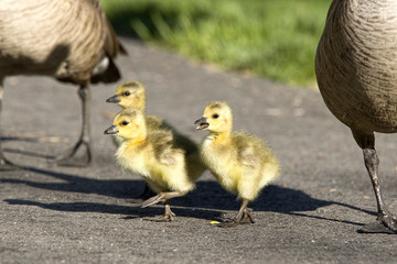 Three cute goslings walking along.