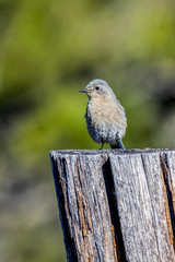 Cute female western bluebird.