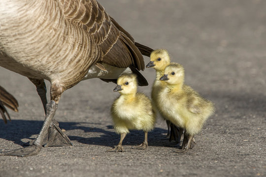Goslings walk behind their parents.