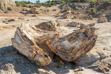 Broken Petrified Wood in Badlands