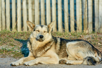 Lonely street  dog with sad eyes is lying on road.
